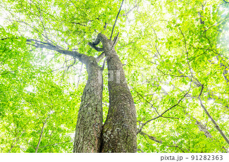初夏の美しい白樺の木 91282363