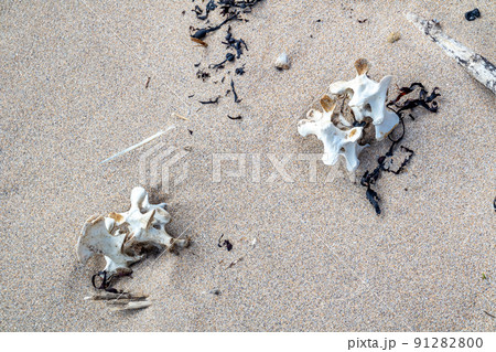 Sheep spine lying on the sandy beach in Ireland Sheep spine lying on the sandy beach in Ireland 91282800