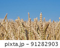 Front view of ears of grain, wheat or rye with blurred background and blue sky 91282903