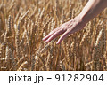 female hand with ears of grain, wheat or rye with blurred background 91282904