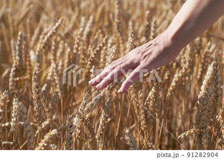 female hand with ears of grain, wheat or rye with blurred background 91282904