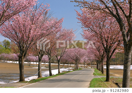 青森県弘前市常盤野湯段萢　岩木山ネックレスロードの世界一の桜並木　枯木平エリアのオオヤマザクラ並木 91282980
