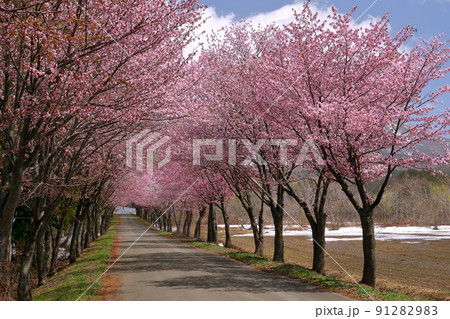 青森県弘前市常盤野湯段萢　岩木山ネックレスロードの世界一の桜並木　枯木平エリアのオオヤマザクラ並木 91282983