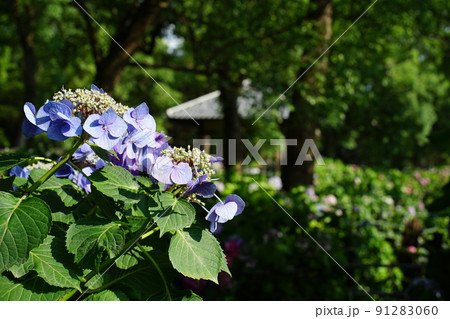 藤森神社紫陽花 91283060