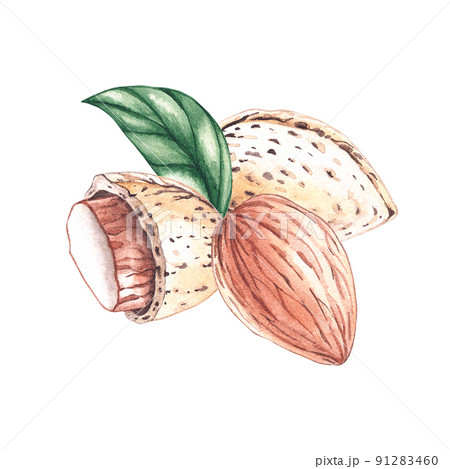 Watercolor composition of almond nuts 91283460