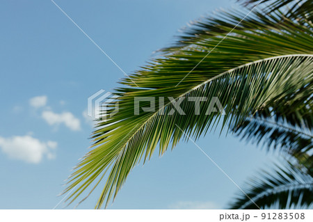 Leaves of palm tree on blue sky, summertime travel background. Tropical nature banner. Template for business, covers, cosmetics packaging, interior decoration, phone case. Leaves of palm tree on blue sky, summertime travel background. Tropical nature banner. Template for business, covers, cosmetics packaging, interior decoration, phone case. 91283508