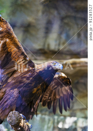 Close-up portrait of golden eagle in profile with spread wings 91283527
