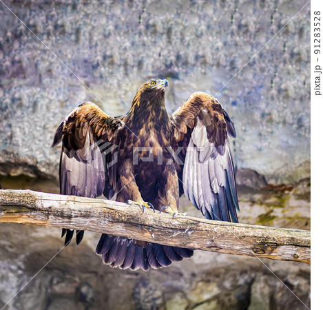 Eagle with spread wings against backdrop of stone rock Eagle with spread wings against backdrop of stone rock 91283528