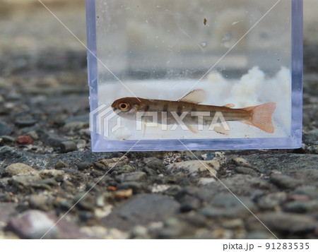 ヤマメの幼魚の観察（横） 91283535