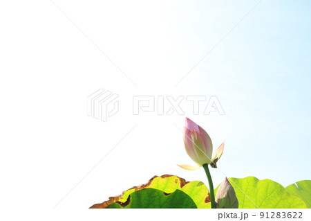 滋賀県草津市の水生植物公園みずの森の風景、お花、梅雨、香り、植栽【6月】 滋賀県草津市の水生植物公園みずの森の風景、お花、梅雨、香り、植栽【6月】 91283622