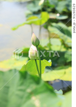 滋賀県草津市の水生植物公園みずの森の風景、お花、梅雨、香り、植栽【6月】 滋賀県草津市の水生植物公園みずの森の風景、お花、梅雨、香り、植栽【6月】 91283629