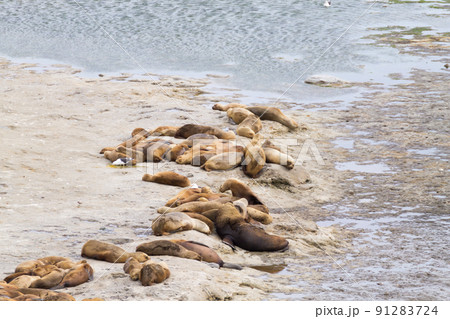 Elephant seals on Caleta Valdes beach, Patagonia, Argentina 91283724