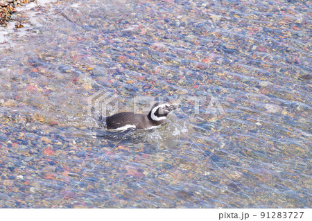 Magellanic penguins. Punta Tombo penguin colony, Patagonia 91283727