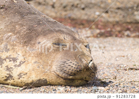 Elephant seal on beach close up, Patagonia, Argentina 91283728