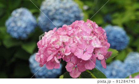 紫陽花(アジサイ)の花・ピンクとブルー(6月の梅雨イメージ・開花した見頃) 紫陽花(アジサイ)の花・ピンクとブルー(6月の梅雨イメージ・開花した見頃) 91284745