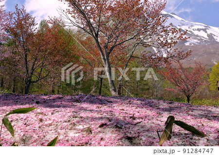 青森県弘前市　岩木山ネックレスロードの世界一の桜並木　道沿いのオオヤマザクラ並木下残雪の桜吹雪 91284747