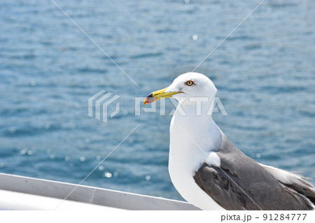 海を眺めるカモメ 海を眺めるカモメ 91284777