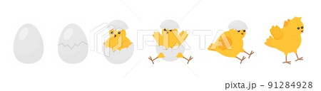 Chick born. Easter newborn chicks hatching from egg. Yellow cute cartoon chicken, farm baby bird. Little domestic animal, funny decent vector banner 91284928