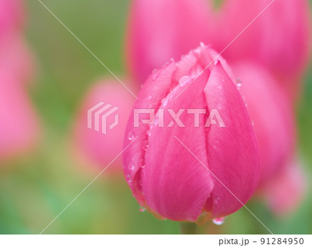 雨の日の5月に咲いたチューリップの花 91284950