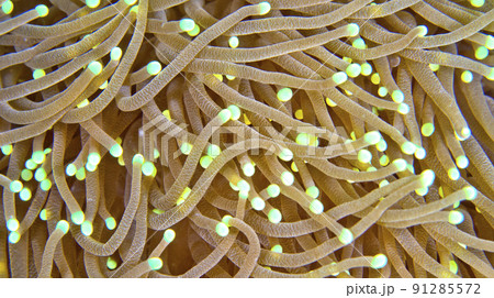 Euphyllia, Hammer Coral, Lembeh, Indonesia Euphyllia, Hammer Coral, Lembeh, Indonesia 91285572