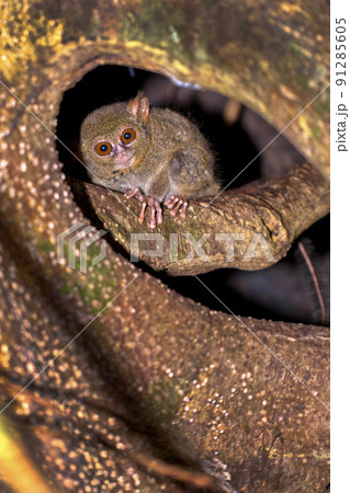 Spectral Tarsier, Tangkoko Nature Reserve, Indonesia 91285605