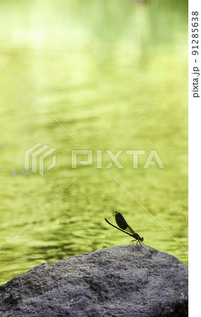 ウイング 翼 羽 91285638