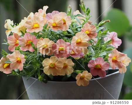 鉢植えのオレンジ色カリブラコア 91286550