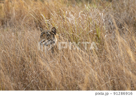 Indian wild female bengal tiger or panthera tigris tigris camouflage in grass at bandhavgarh national park forest madhya pradesh india asia 91286916