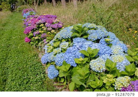Blue and purple hortensia or hydrangea macrophylla shrubs hedge in the sunny garden 91287079