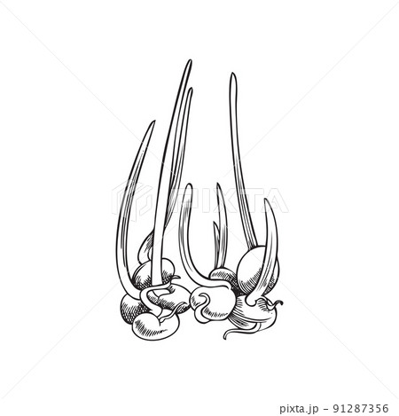 Sprouted plant grains hand drawn engraving vector illustration isolated. Sprouted plant grains hand drawn engraving vector illustration isolated. 91287356