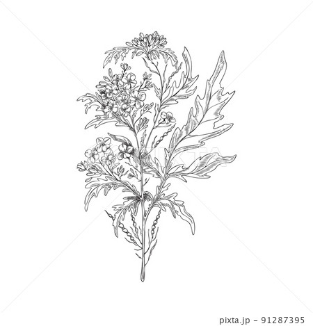 Mustard plant Black and White Stock Photos & Images - Alamy