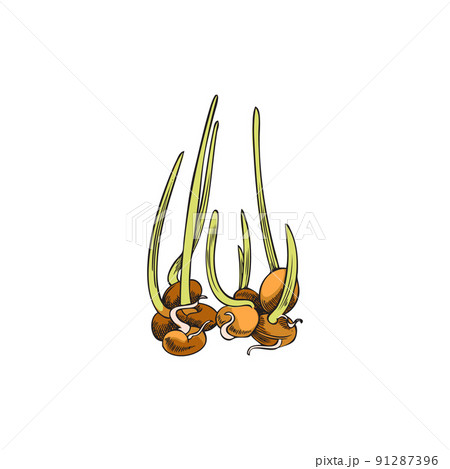 Sprouts of mustard plant, soybean or broccoli - sketch vector illustration isolated on white background. 91287396
