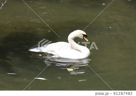 倉敷 美観地区 岡山県 91287482