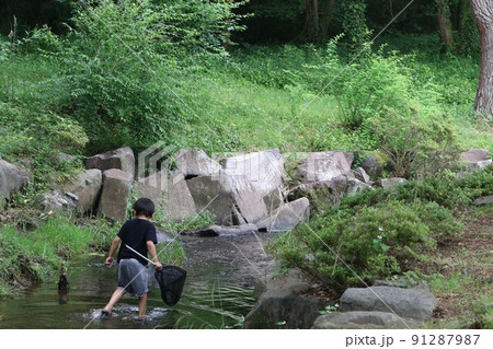 埼玉県鳩山町の農村公園遊歩道沿いを流れる草木の緑が美しい清流で網を使って魚取りをする幼い男の子 91287987