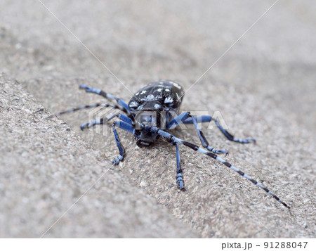 ゴマダラカミキリムシ ゴマダラカミキリムシ 91288047