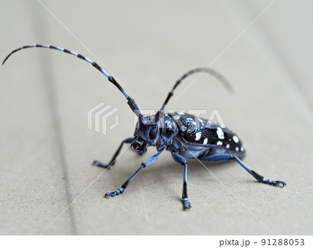 ゴマダラカミキリムシ 91288053