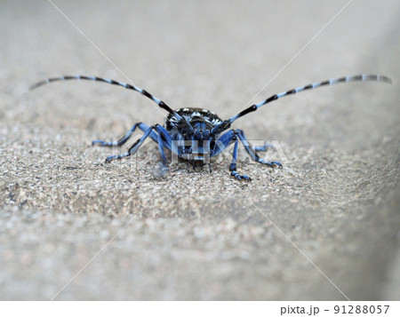 ゴマダラカミキリムシ 91288057