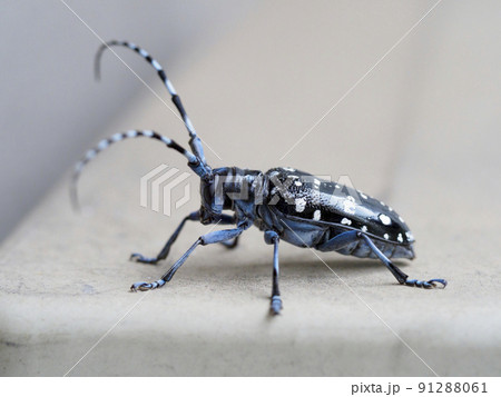 ゴマダラカミキリムシ 91288061