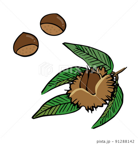 いがぐりと葉＿栗のシンプルイラスト 91288142