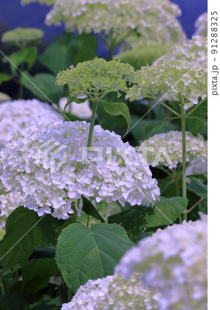 白花の紫陽花 梅雨を楽しむ (高知県 大豊町 八畝) 白花の紫陽花 梅雨を楽しむ (高知県 大豊町 八畝) 91288325