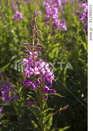 Pink flower on fireweed flower field background 91288921