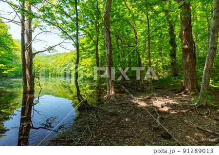 【青森県十和田市-長沼】新緑の長沼-蔦の沼巡りの小径。新緑の時期の森林浴は医者いらず？ 91289013