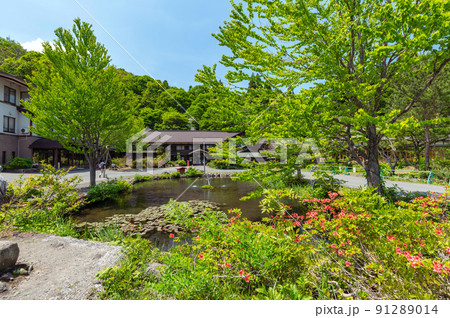【青森県十和田市-蔦沼】新緑の蔦沼-蔦の沼巡りの小径。新緑の時期の森林浴は医者いらず？ 91289014