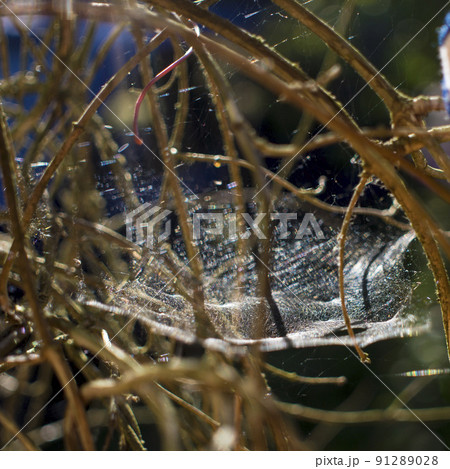 Cobweb on the bushes in the green forest. Cobweb on the bushes in the green forest. 91289028