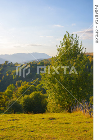 carpathian countryside landscape at sunset. grassy rural pastures and forested slopes in evening light. warm autumn weather with fluffy clouds on the bright blue sky carpathian countryside landscape at sunset. grassy rural pastures and forested slopes in evening light. warm autumn weather with fluffy clouds on the bright blue sky 91289043