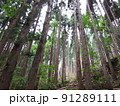 植林されて木材に加工される杉林 91289111