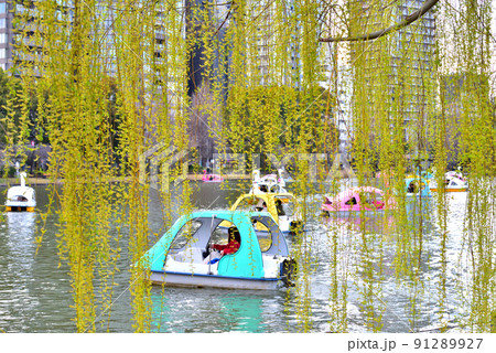 不忍池の柳越しに見えるスワンの乗り物 不忍池の柳越しに見えるスワンの乗り物 91289927
