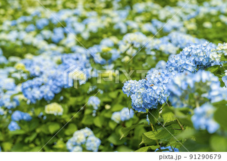 雨上がりの赤坂公衆園 あじさい 紫陽花 宮城県気仙沼市の写真素材