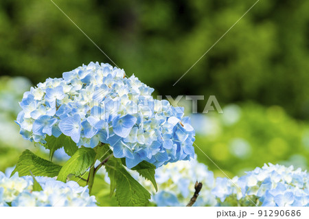 雨上がりの赤坂公衆園 あじさい(紫陽花) 宮城県気仙沼市 雨上がりの赤坂公衆園 あじさい(紫陽花) 宮城県気仙沼市 91290686