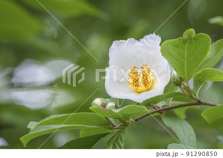 シャラの花 91290850